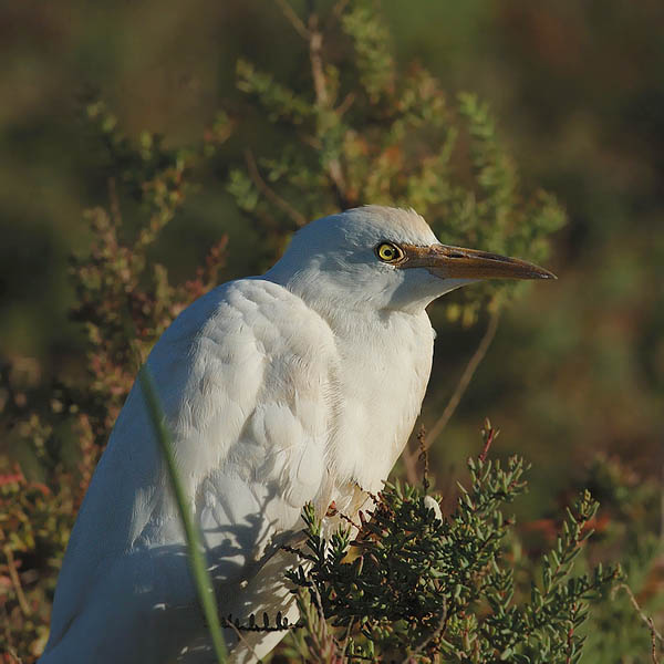 Lehmähaikara, Cattle Egret, Bubulcus ibis